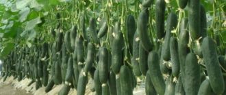 Подготовка семян и способы выращивания огурцов