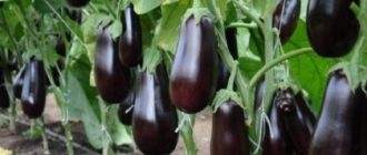 Технология выращивания баклажан от рассады до высадки