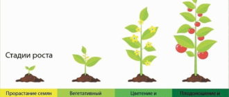 Значение макро и микроэлементов в жизни растений