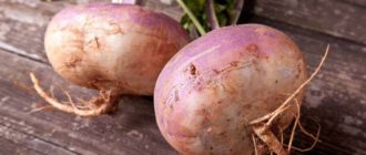 Брюква выращивание из семян и рассады, уход за брюквой в открытом грунте
