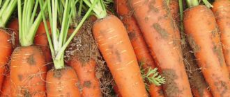 Как правильно вырастить хороший урожай крупной моркови в открытом грунте