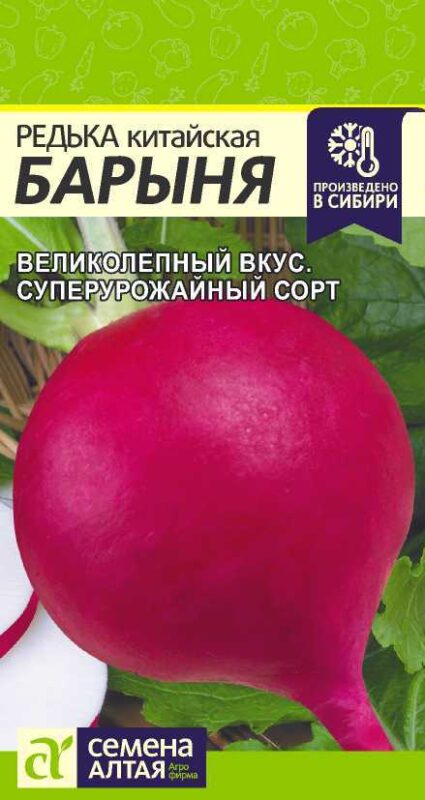 Редька Барыня Зимняя Красная